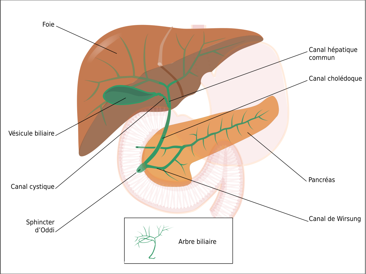 Muscle sphincter de l’ampoule hépato-pancréatique — Wikipédia